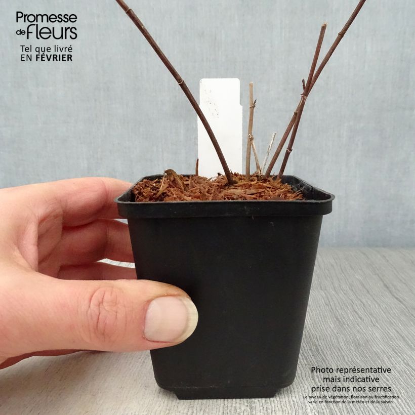 Exemplar von Baptisia Twilight Prairie Blues - Indigolupine Kleine Töpfe von 8/9 cm wie im Winter geliefert