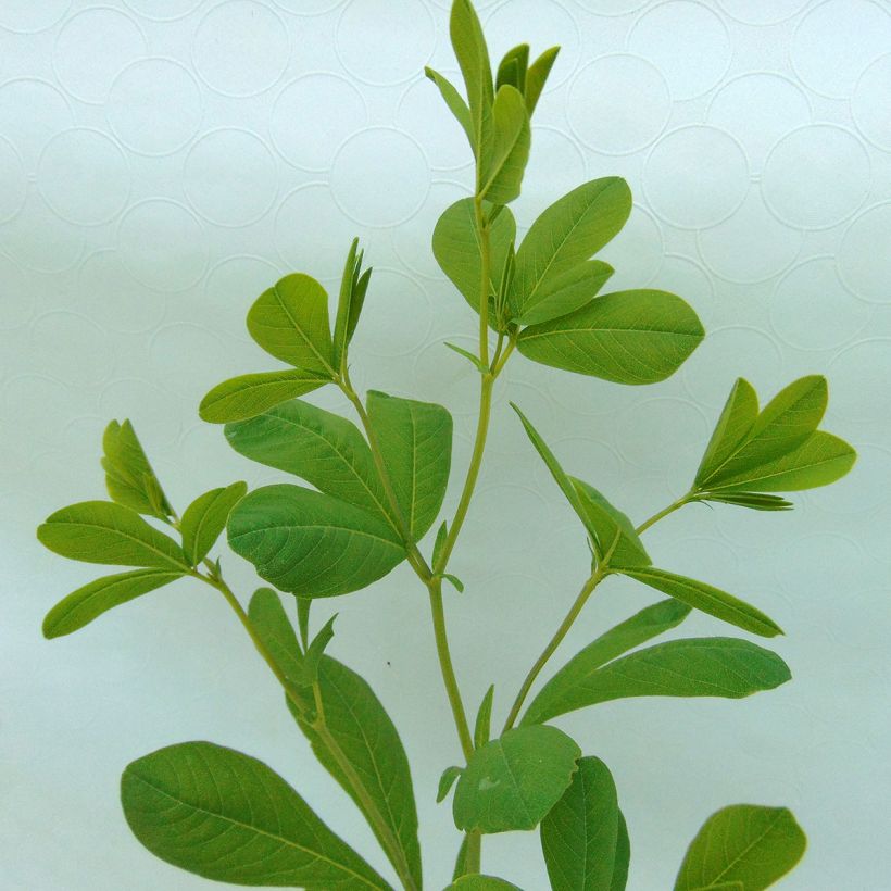 Baptisia australis - Färberhülse (Foliage)