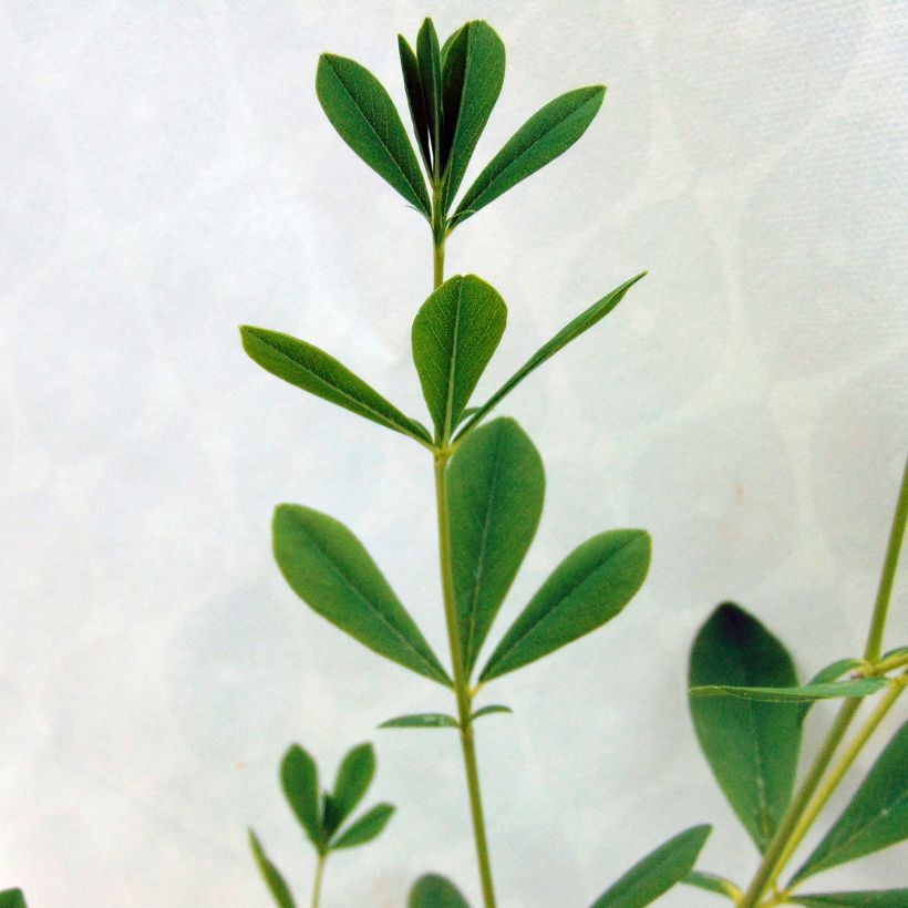 Baptisia australis Alba - Indigolupine (Foliage)