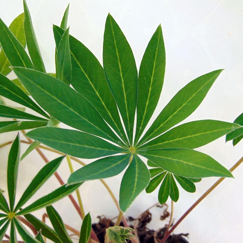 Staudenlupine Gallery Red (Foliage)