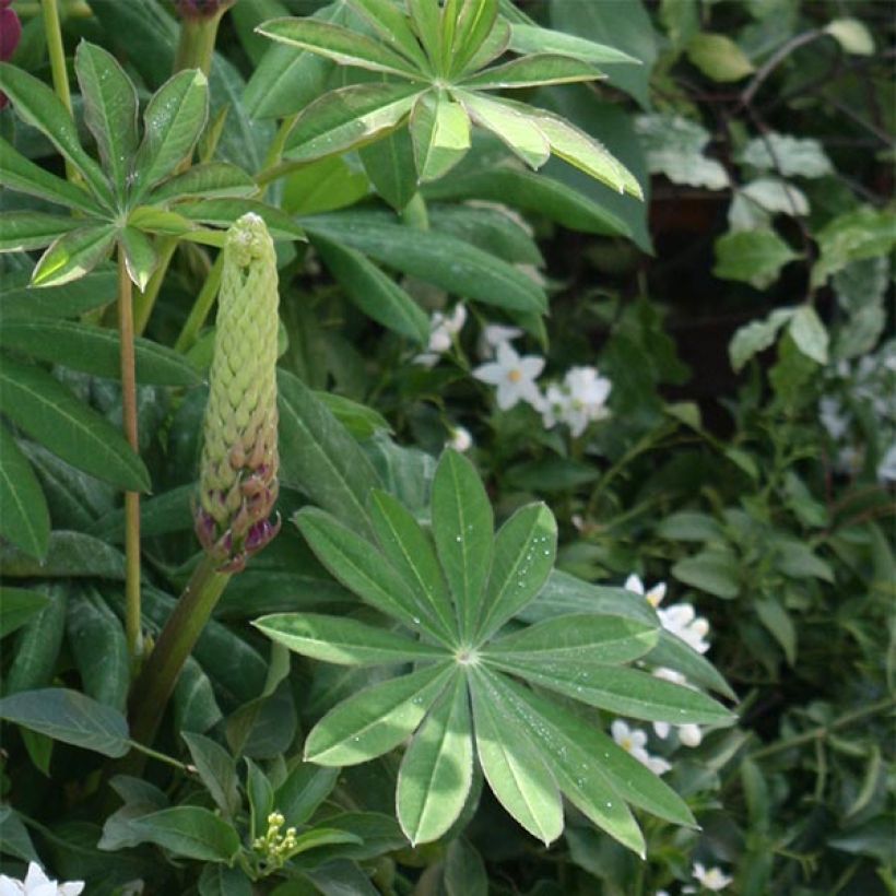 Staudenlupine Masterpiece (Foliage)