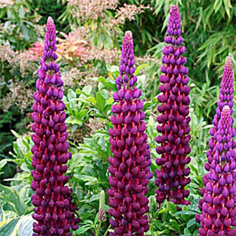 Staudenlupine Masterpiece (Flowering)