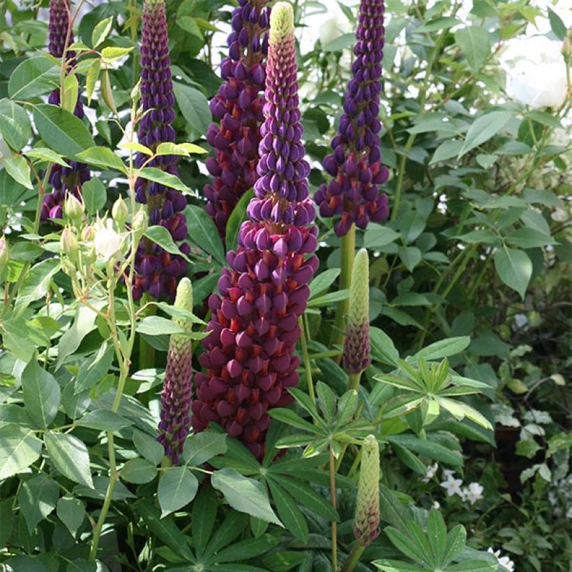 Staudenlupine Masterpiece (Plant habit)