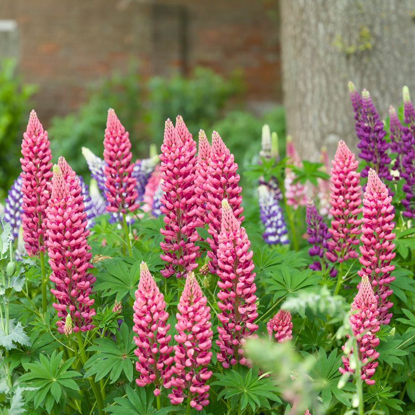 Staudenlupine Minaret (Plant habit)