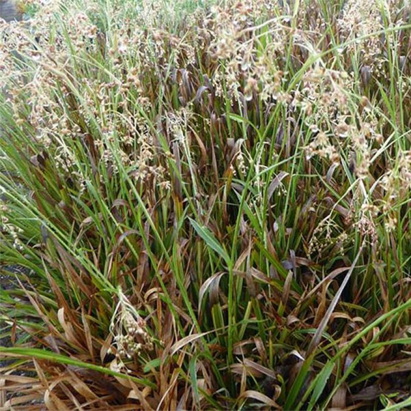 Wald-Hainsimse Surprise - Luzula sylvatica (Foliage)