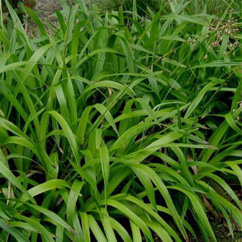 Wald-Hainsimse - Luzula sylvatica (Foliage)