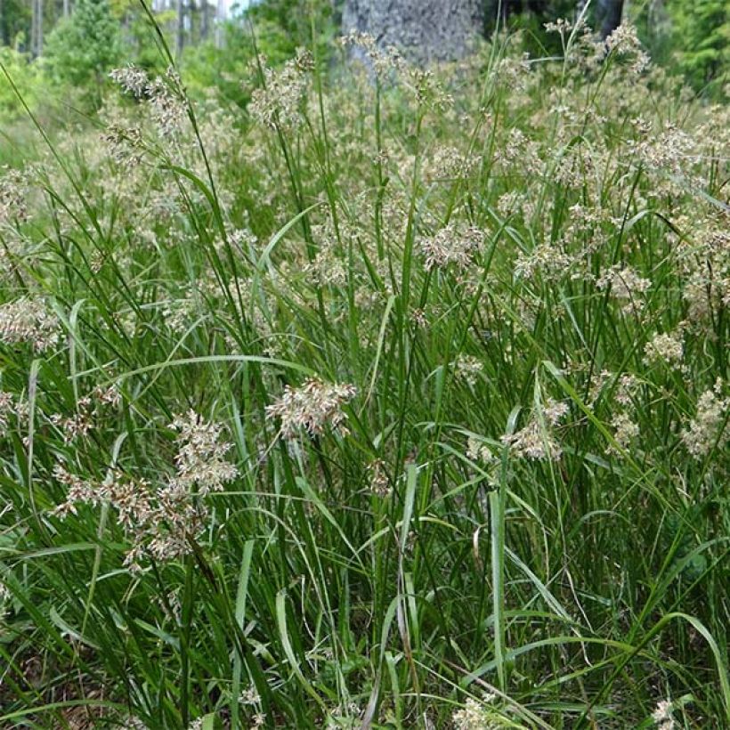 Wald-Hainsimse - Luzula sylvatica (Flowering)