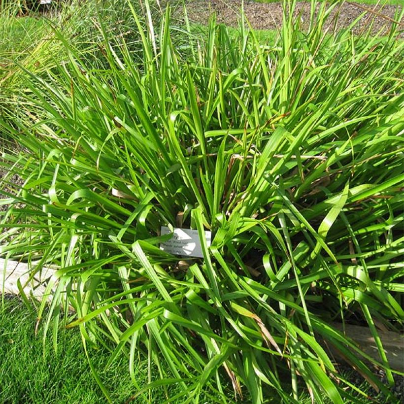 Wald-Hainsimse - Luzula sylvatica (Plant habit)