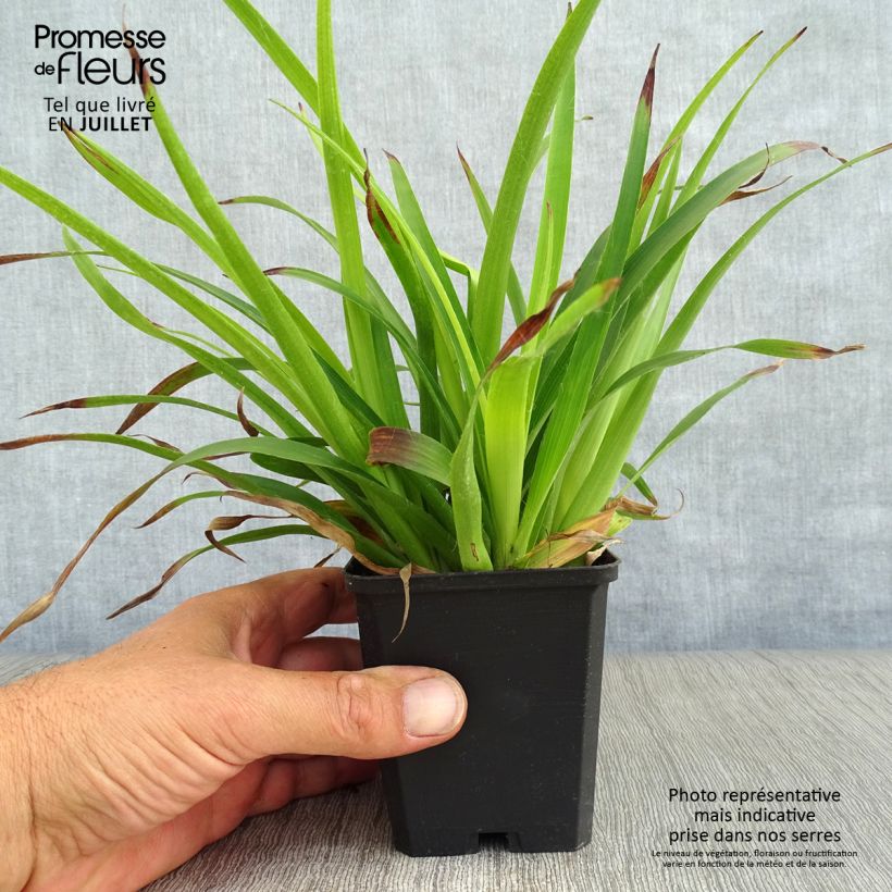 Exemplar von Wald-Hainsimse - Luzula sylvatica Kleine Töpfe von 8/9 cm wie im Sommer geliefert