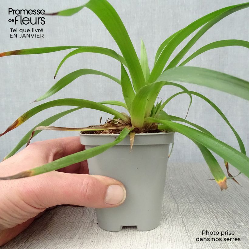 Exemplar von Wald-Hainsimse - Luzula sylvatica Kleine Töpfe von 8/9 cm wie im Winter geliefert