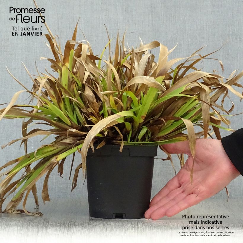 Exemplar von Wald-Hainsimse - Luzula sylvatica Topf mit 2L/3L wie im Winter geliefert