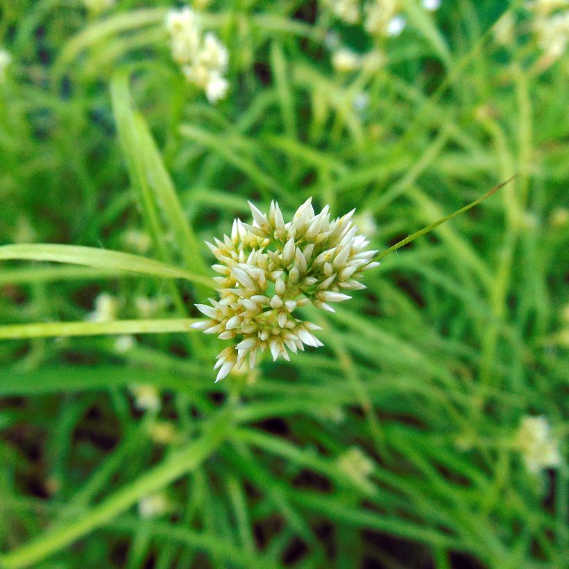 Schnee-Hainsimse - Luzula nivea (Flowering)