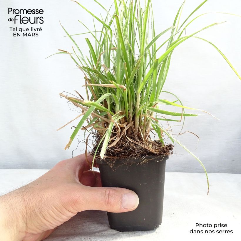 Exemplar von Schnee-Hainsimse - Luzula nivea Kleine Töpfe von 8/9 cm wie im Winter geliefert