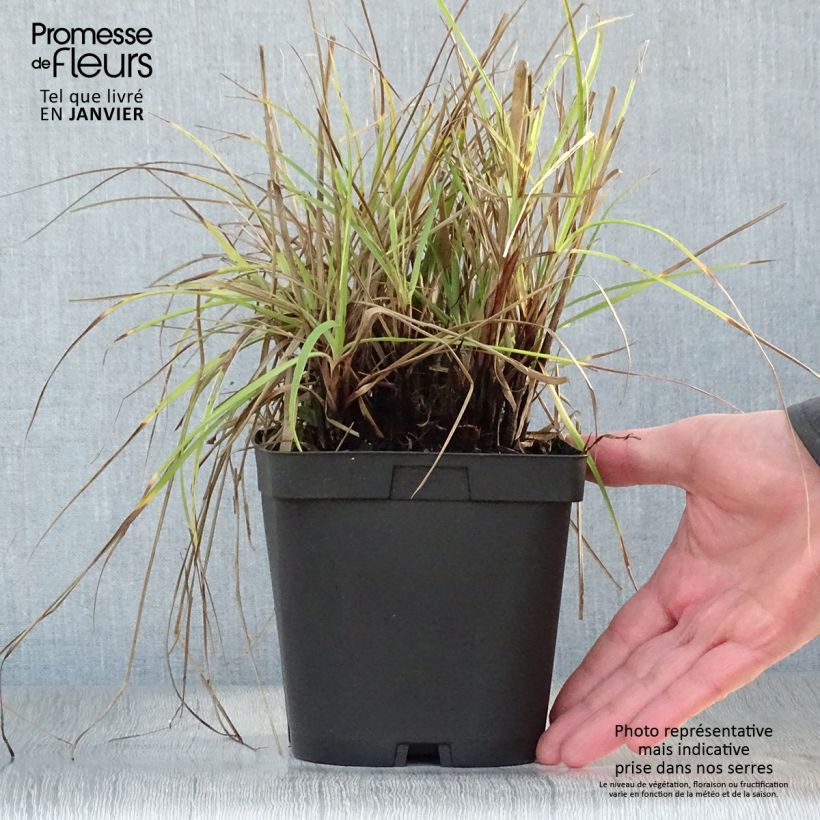 Exemplar von Schnee-Hainsimse - Luzula nivea Topf mit 2L/3L wie im Winter geliefert