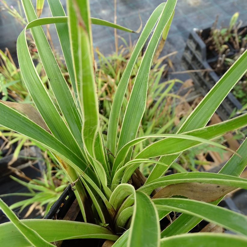 Wald-Hainsimse Marginata - Luzula sylvatica (Foliage)