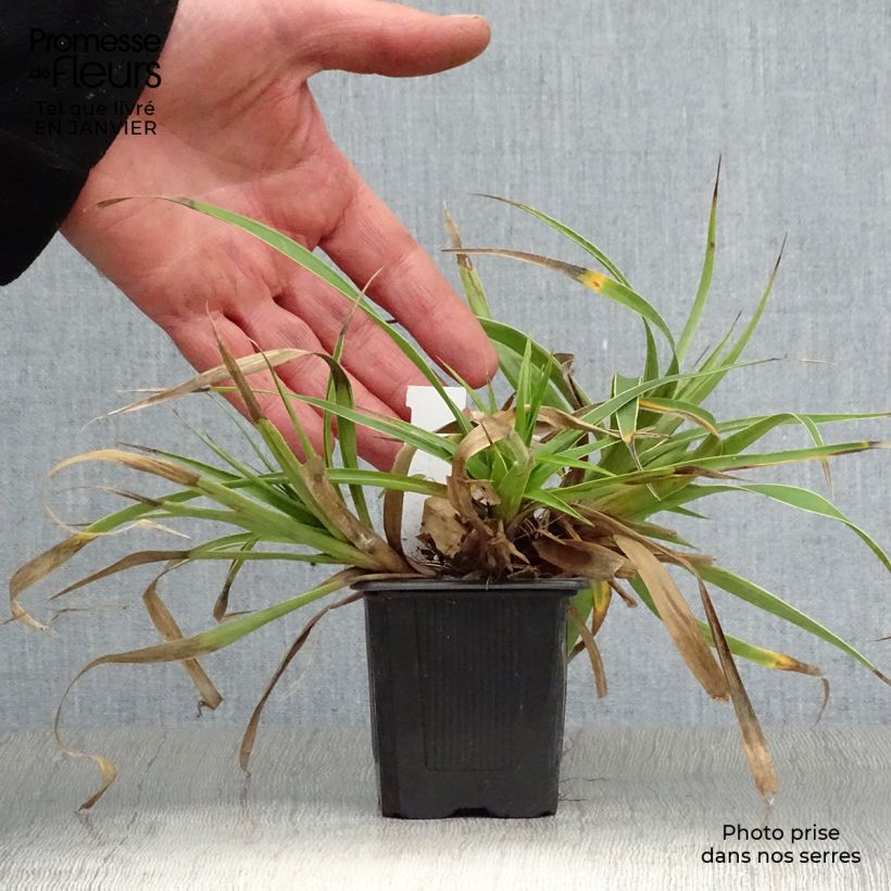 Exemplar von Wald-Hainsimse Marginata - Luzula sylvatica Kleine Töpfe von 8/9 cm wie im Winter geliefert