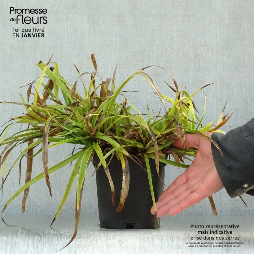 Exemplar von Wald-Hainsimse Marginata - Luzula sylvatica Topf mit 2L/3L wie im Winter geliefert