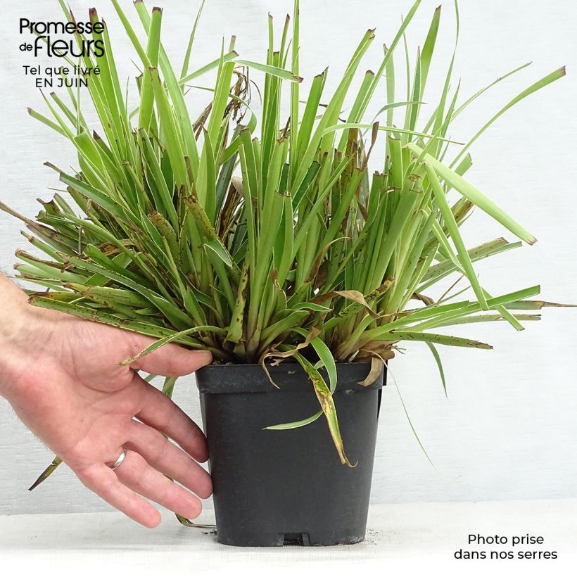 Example of Wald-Hainsimse Marginata - Luzula sylvatica Topf mit 2L/3L as you get in ete