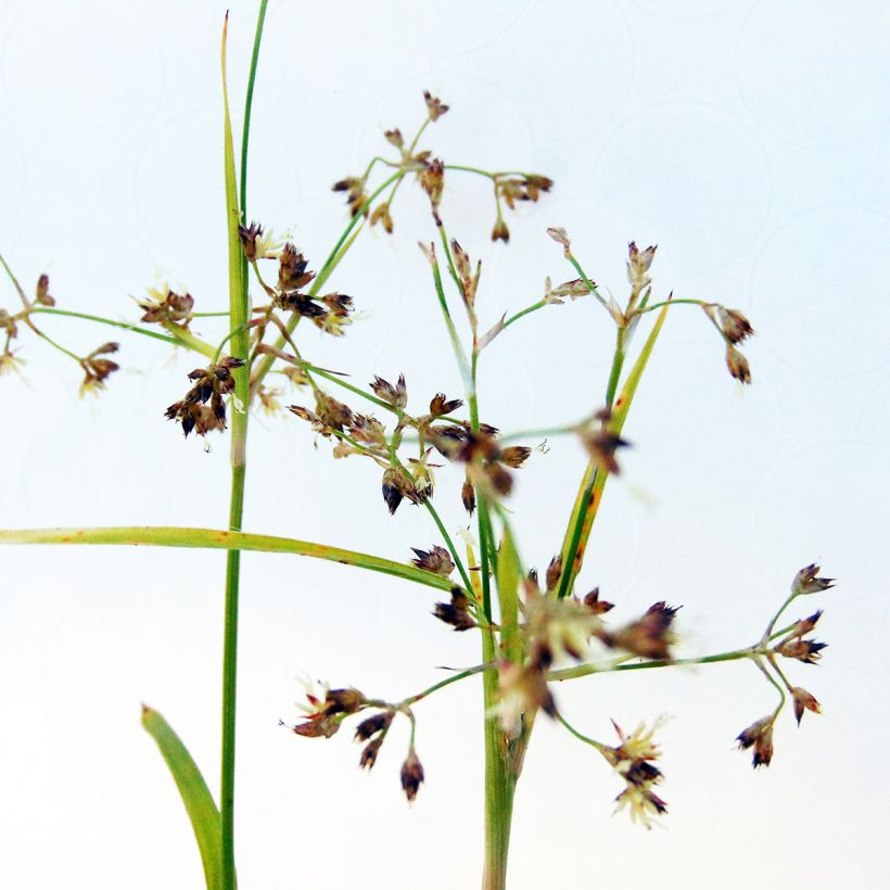 Wald-Hainsimse Solar Flare - Luzula sylvatica (Flowering)