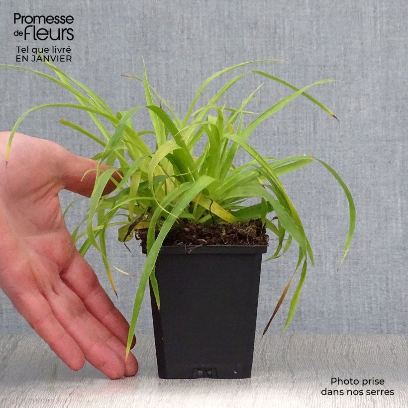 Exemplar von Wald-Hainsimse Solar Flare - Luzula sylvatica Kleine Töpfe von 8/9 cm wie im Winter geliefert