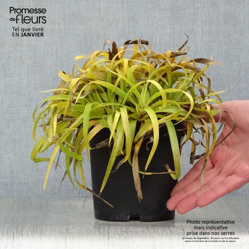 Exemplar von Wald-Hainsimse Solar Flare - Luzula sylvatica Topf mit 2L/3L wie im Winter geliefert