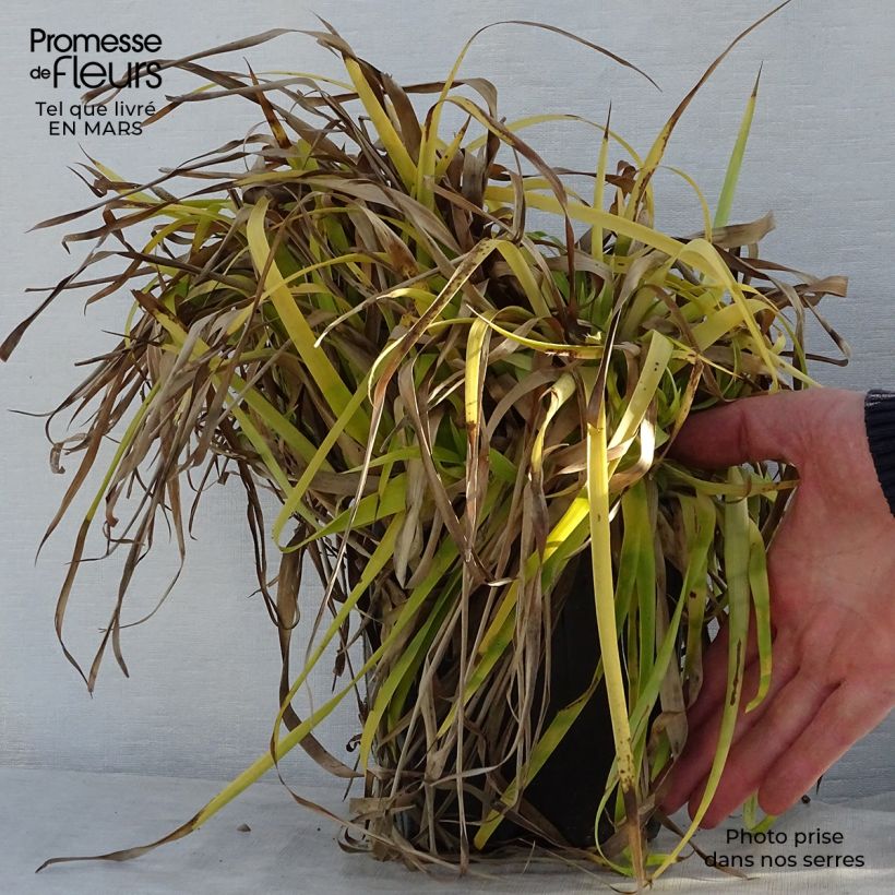 Exemplar von Wald-Hainsimse Solar Flare - Luzula sylvatica Topf mit 2L/3L wie im Frühjahr geliefert