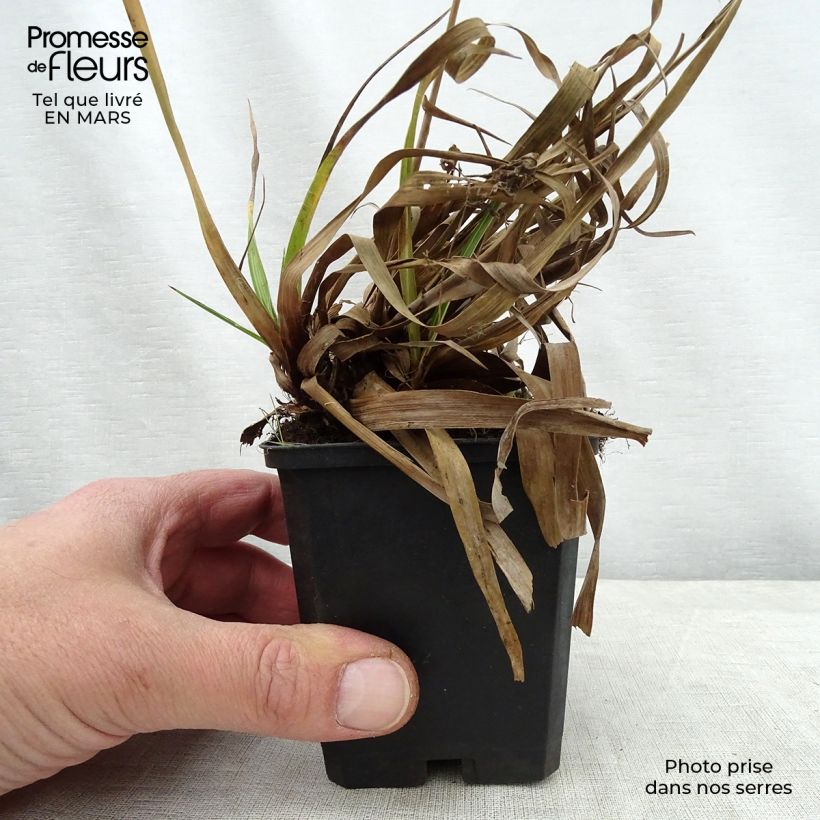 Exemplar von Wald-Hainsimse Surprise - Luzula sylvatica Kleine Töpfe von 8/9 cm wie im Frühjahr geliefert