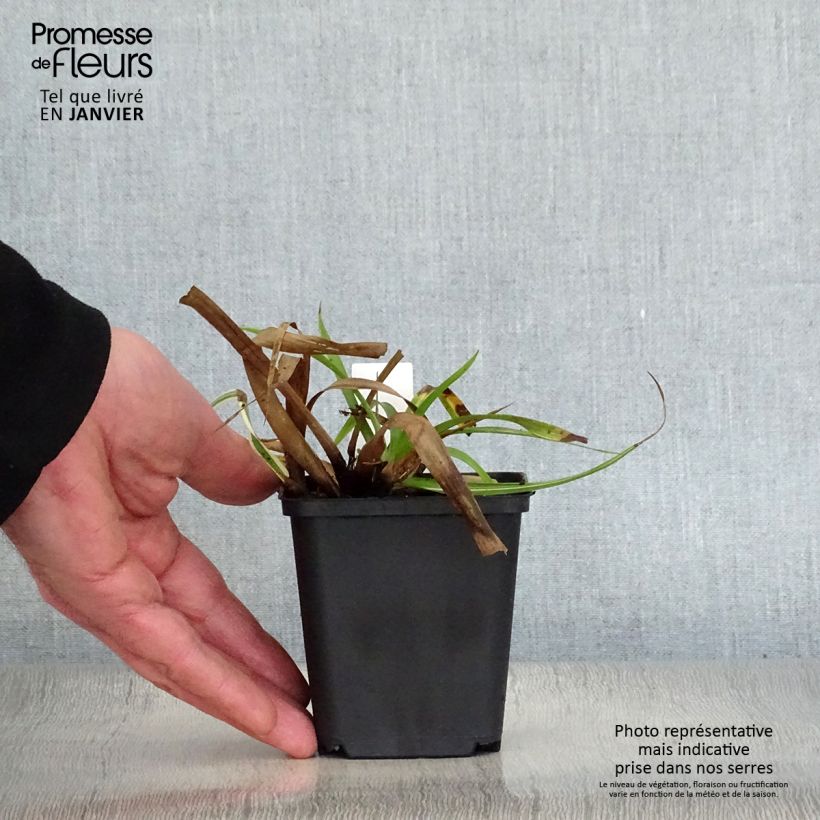 Exemplar von Wald-Hainsimse Surprise - Luzula sylvatica Kleine Töpfe von 8/9 cm wie im Winter geliefert