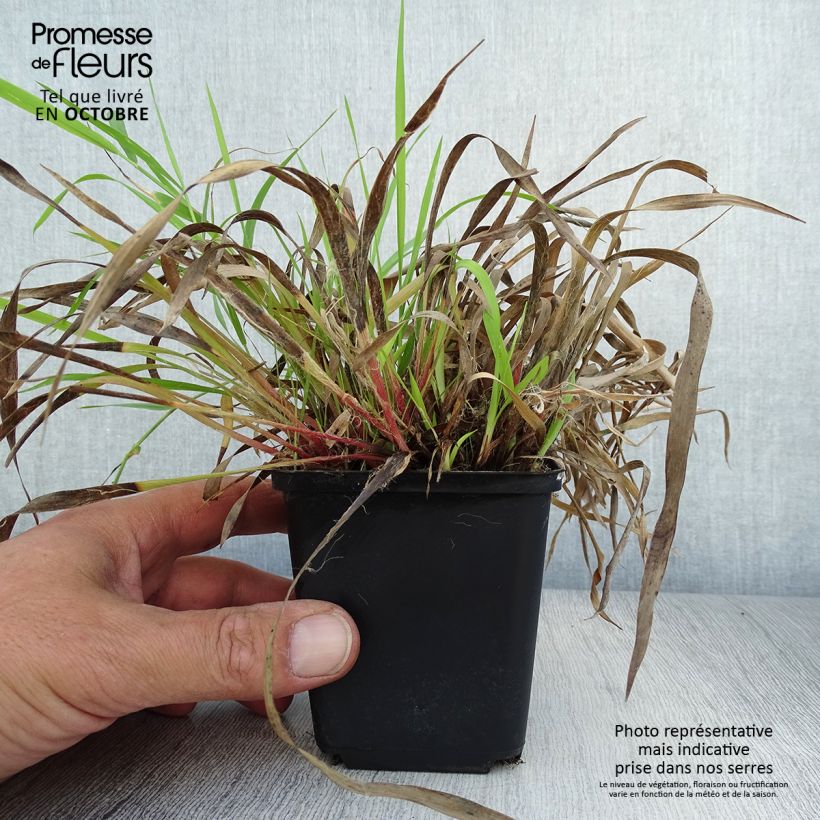 Example of Behaarte Hainsimse - Luzula pilosa Kleine Töpfe von 8/9 cm as you get in automne