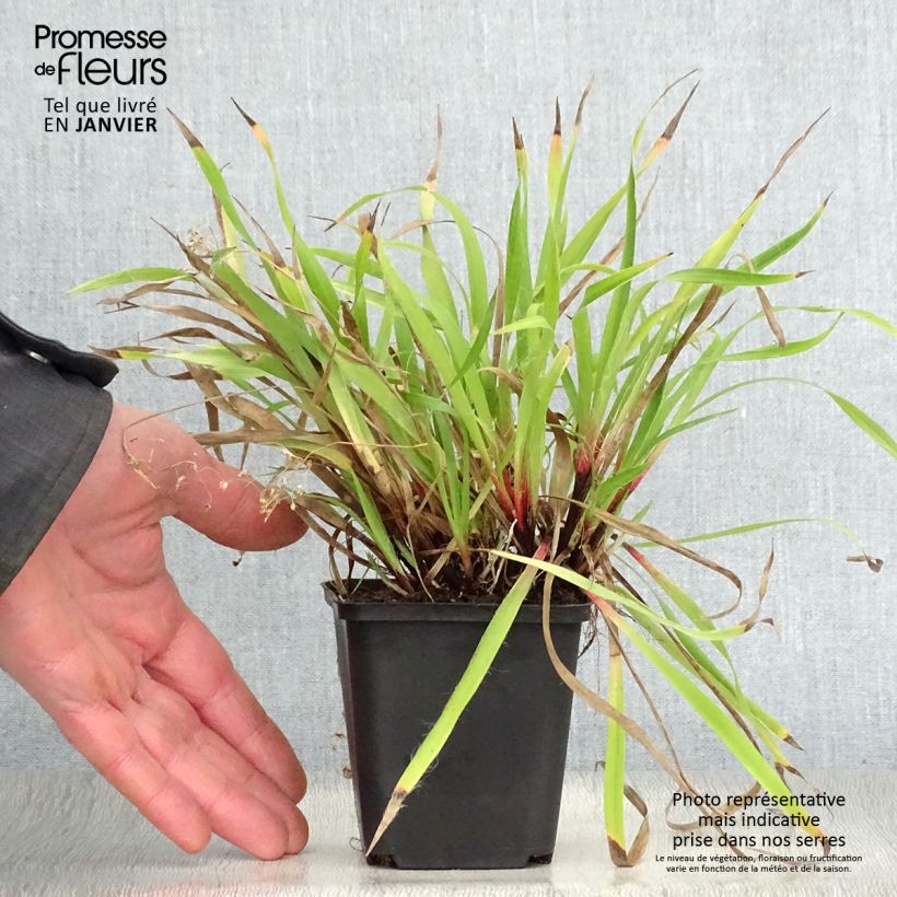 Exemplar von Behaarte Hainsimse - Luzula pilosa Kleine Töpfe von 8/9 cm wie im Winter geliefert