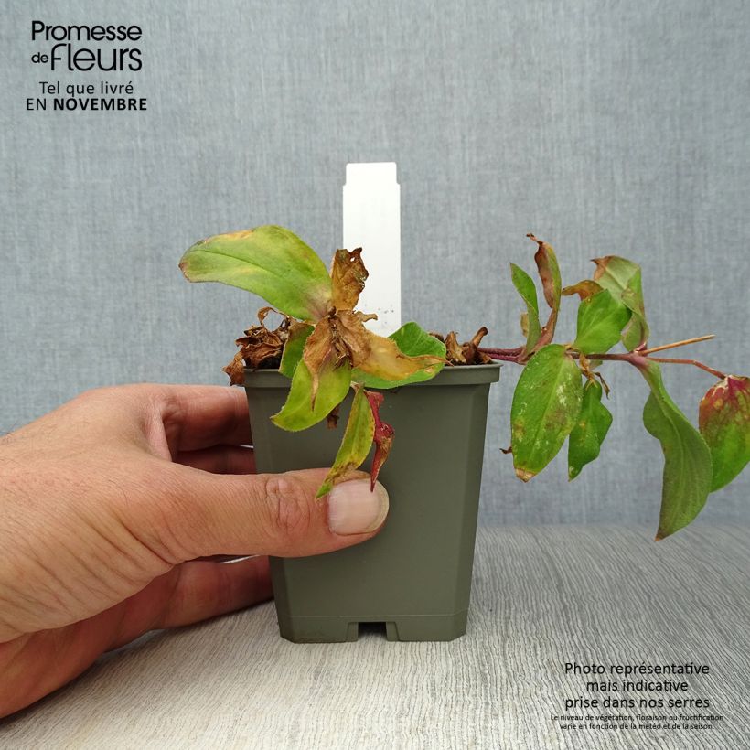 Example of Vulkan-Lichtnelke Vesuvius - Lychnis arkwrightii Kleine Töpfe von 8/9 cm as you get in automne