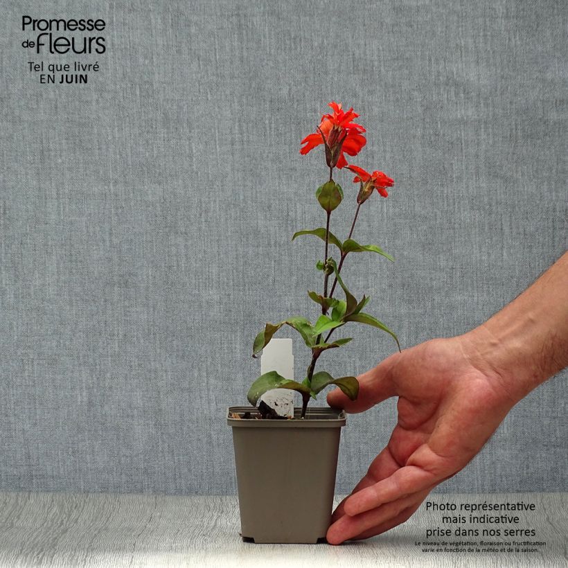 Exemplar von Vulkan-Lichtnelke Vesuvius - Lychnis arkwrightii Kleine Töpfe von 8/9 cm wie im Sommer geliefert