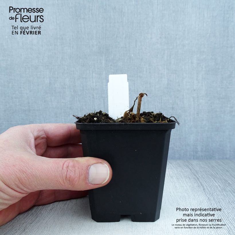 Exemplar von Vulkan-Lichtnelke Vesuvius - Lychnis arkwrightii Kleine Töpfe von 8/9 cm wie im Winter geliefert