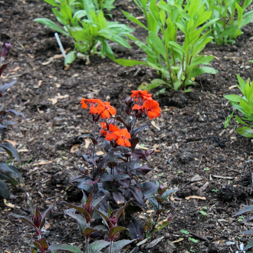 Vulkan-Lichtnelke Vesuvius - Lychnis arkwrightii (Plant habit)