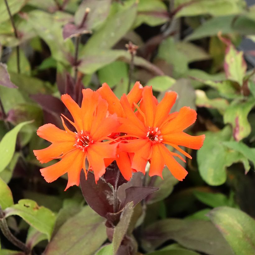 Vulkan-Lichtnelke Vesuvius - Lychnis arkwrightii (Flowering)