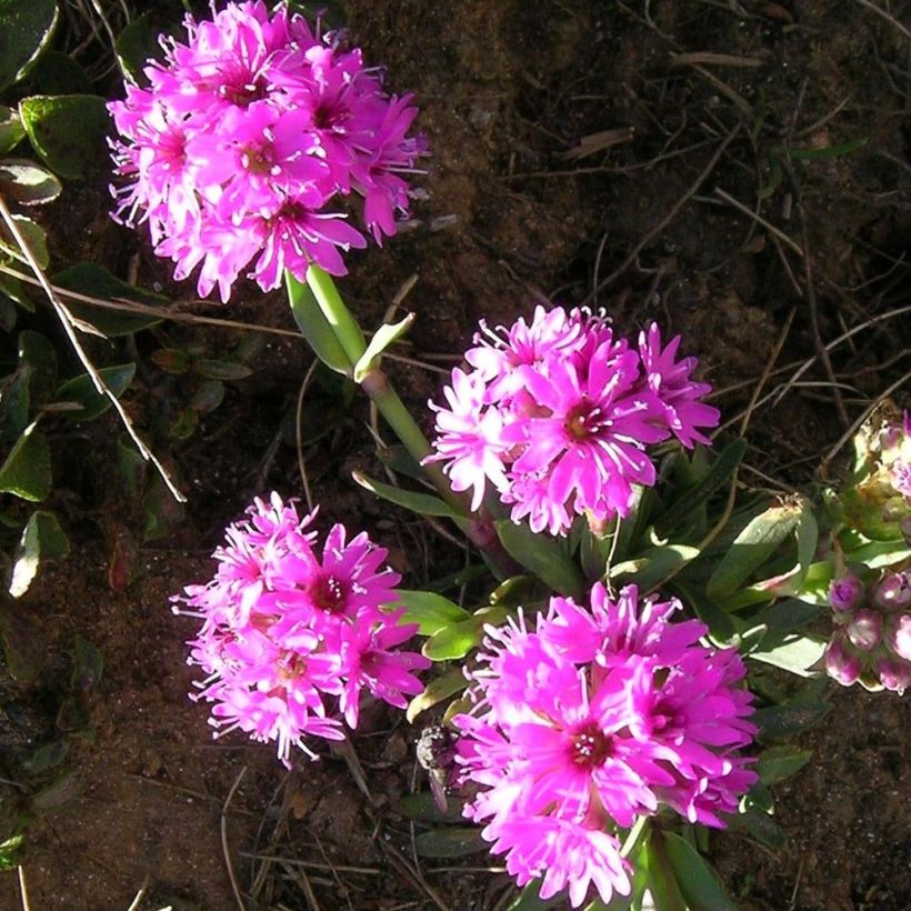 Alpen-Lichtnelke - Lychnis alpina (Flowering)