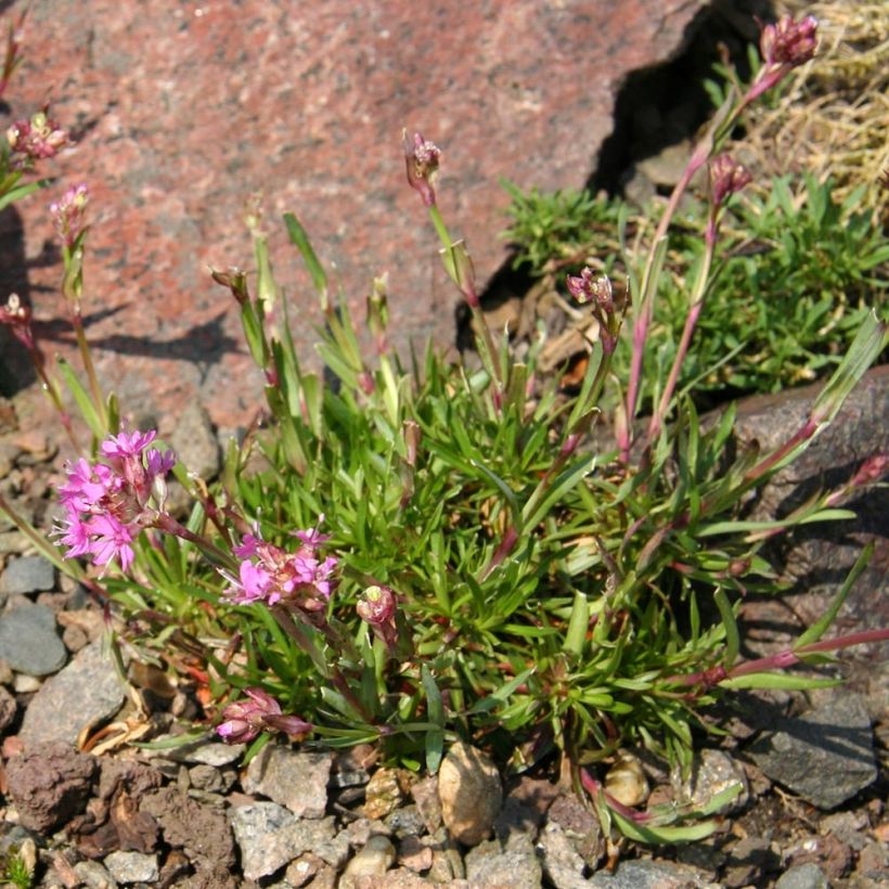 Alpen-Lichtnelke - Lychnis alpina (Plant habit)