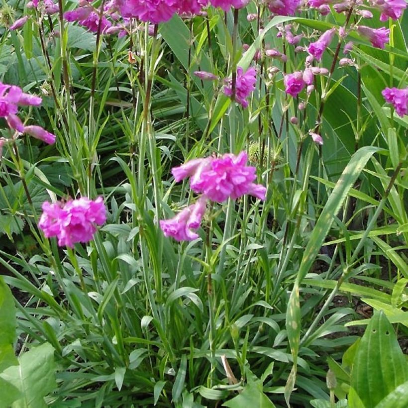 Alpen-Lichtnelke Rosea - Lychnis alpina (Foliage)