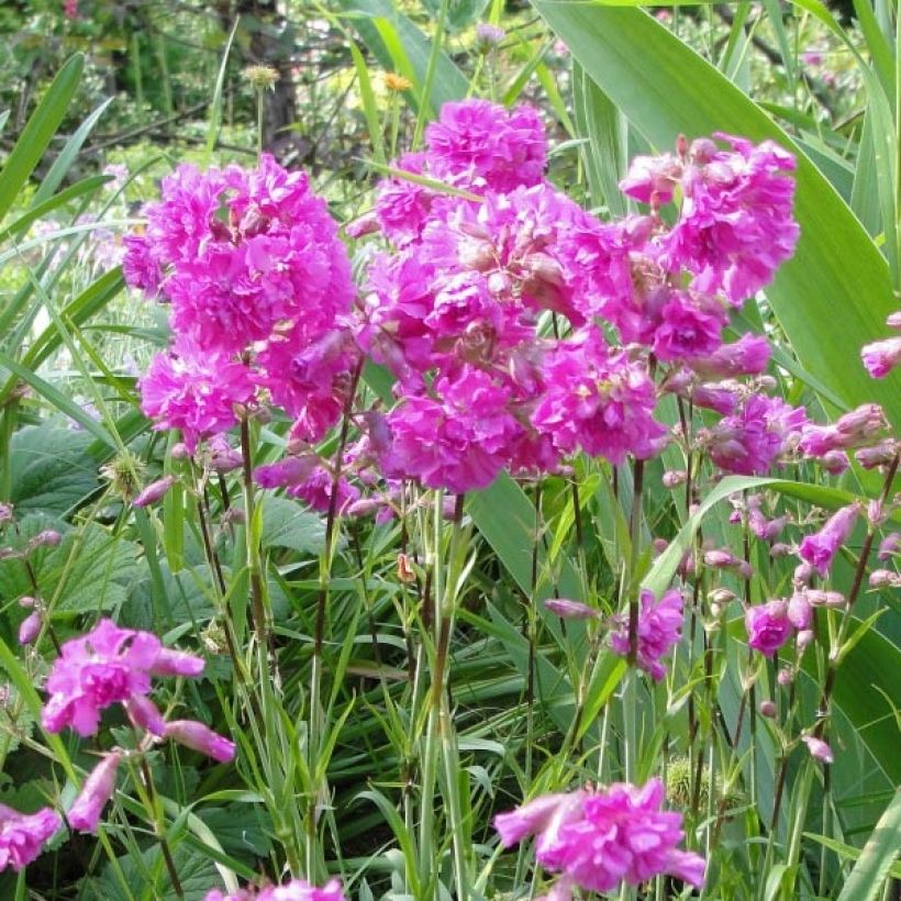 Alpen-Lichtnelke Rosea - Lychnis alpina (Flowering)