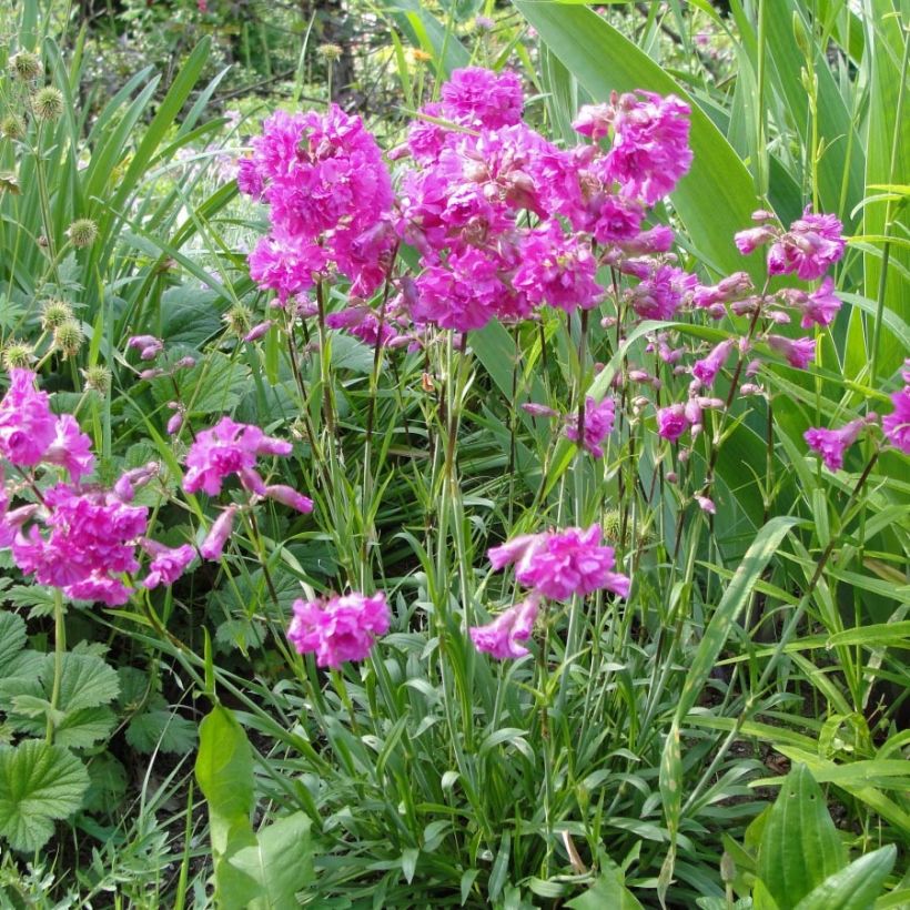 Alpen-Lichtnelke Rosea - Lychnis alpina (Plant habit)