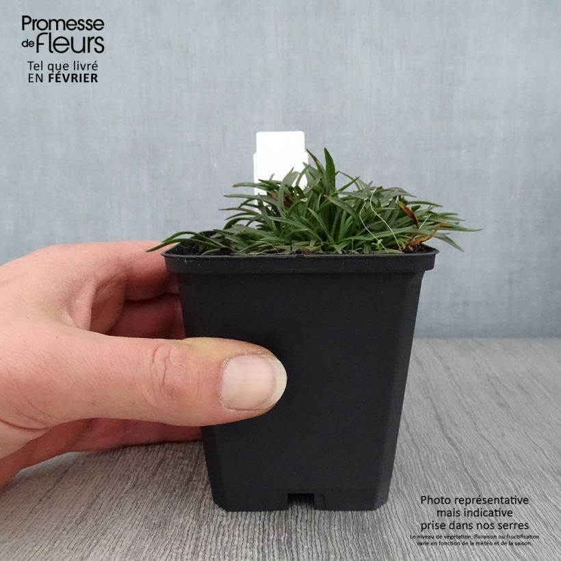 Exemplar von Alpen-Lichtnelke Rosea - Lychnis alpina Kleine Töpfe von 8/9 cm wie im Winter geliefert