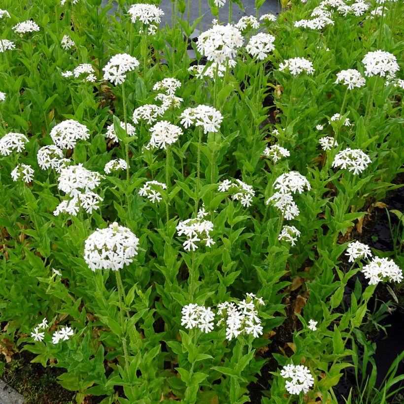 Lichtnelke Alba - Lychnis chalcedonica (Plant habit)