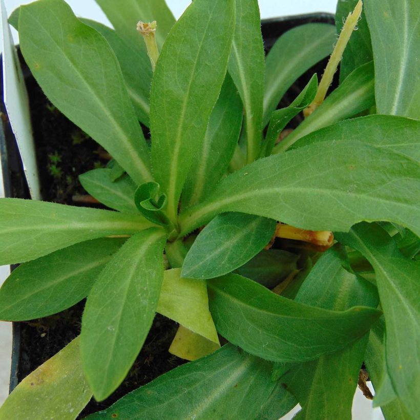 Lichtnelke Alba - Lychnis chalcedonica (Foliage)