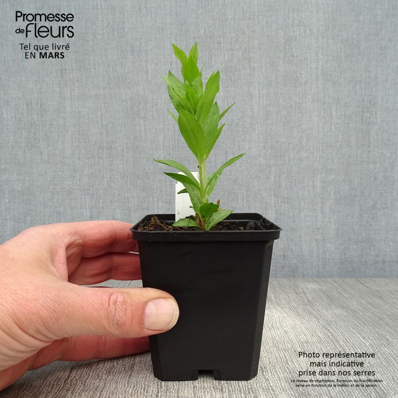 Exemplar von Lichtnelke Alba - Lychnis chalcedonica Kleine Töpfe von 8/9 cm wie im Frühjahr geliefert