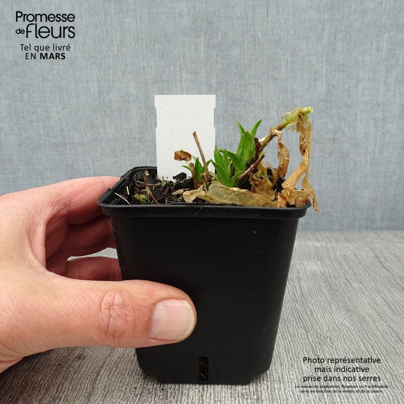 Exemplar von Lichtnelke Flore Pleno - Lychnis chalcedonica Kleine Töpfe von 8/9 cm wie im Winter geliefert