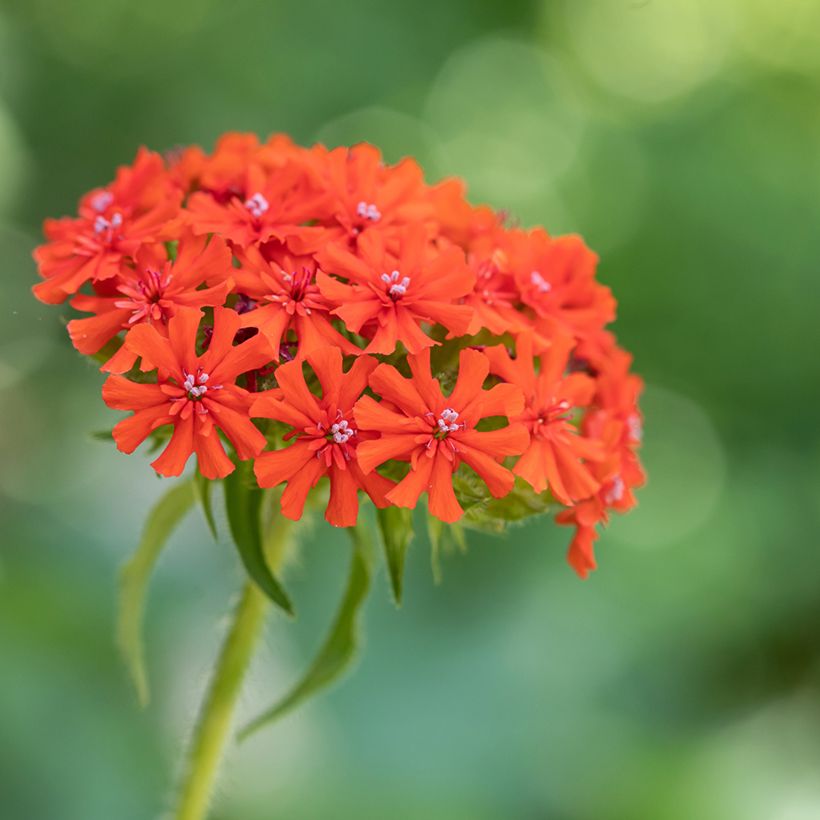 Lichtnelke Flore Pleno - Lychnis chalcedonica (Flowering)