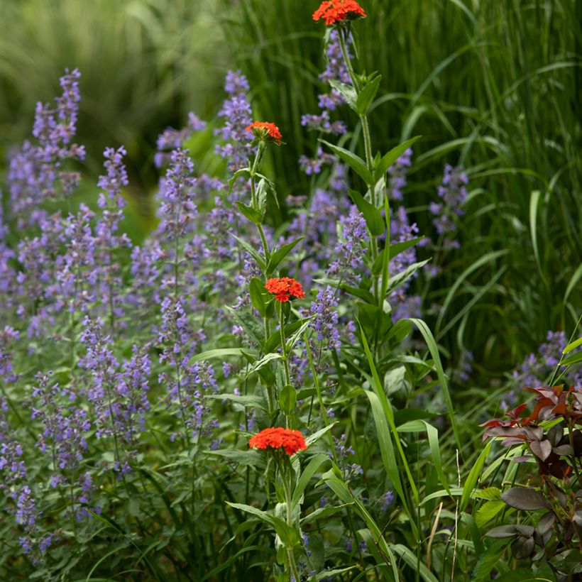 Lichtnelke Flore Pleno - Lychnis chalcedonica (Plant habit)