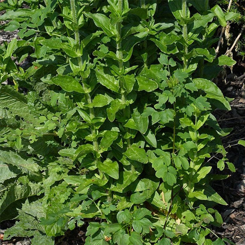 Lichtnelke Flore Pleno - Lychnis chalcedonica (Foliage)