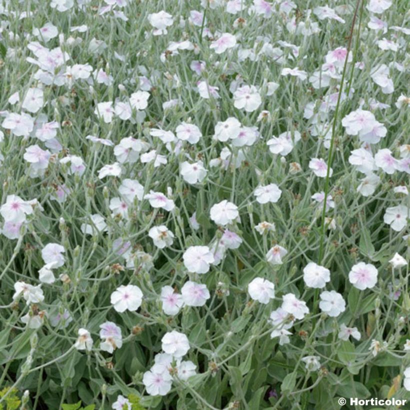 Kranz-Lichtnelke Alba - Lychnis coronaria (Flowering)