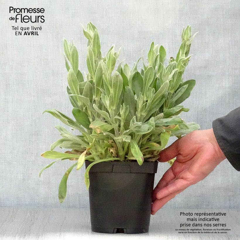 Exemplar von Kranz-Lichtnelke Alba - Lychnis coronaria Topf mit 2L/3L wie im Frühjahr geliefert